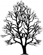 Baum 1