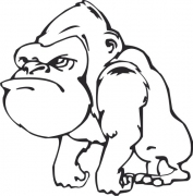 Gorilla