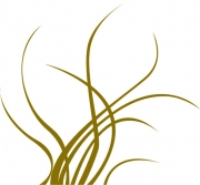 Pflanze 7