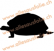 Schildkröte 2