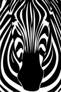 Zebra 2